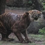 1763624765_menengok-harimau-sumatera-di-ragunan-yang-viral-dinarasikan-kurus-1763546391299_169.jpeg