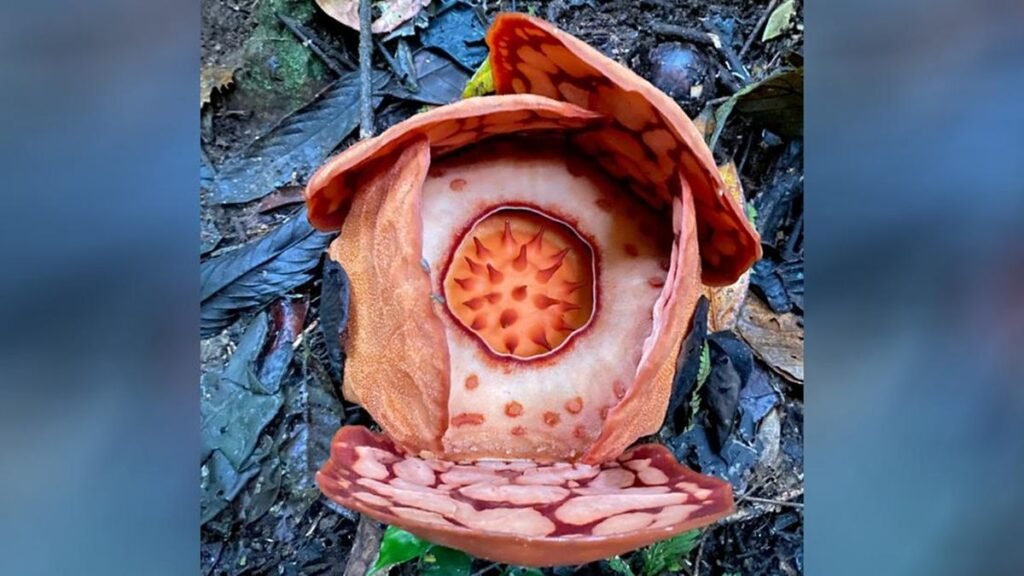 1764028509_penemuan-rafflesia-hasseltii-1763633774829_169.jpeg