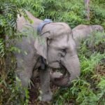gajah-betina-di-tesso-tenggara-kini-dipantau-lewat-gps-1762906667524_169.jpeg