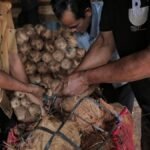 harga-kelapa-parut-melejit-tembus-rp25-ribu-per-butir-1744692122307_169.jpeg