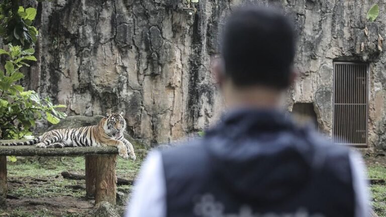 harimau-sumatra-terpapar-covid-19_169.jpeg