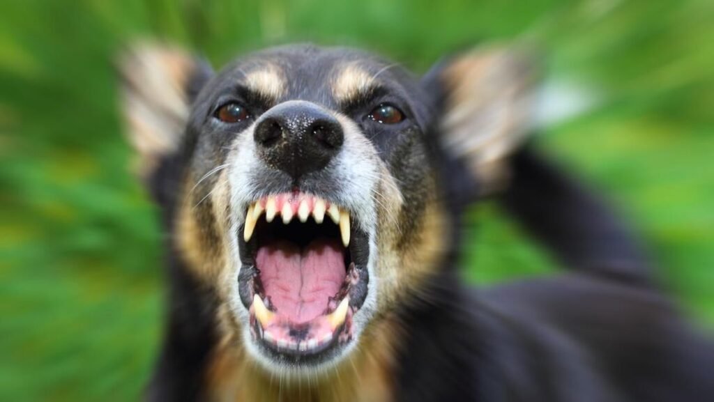 ilustrasi-anjing-liaranjing-rabies-1756272880383_169.jpeg
