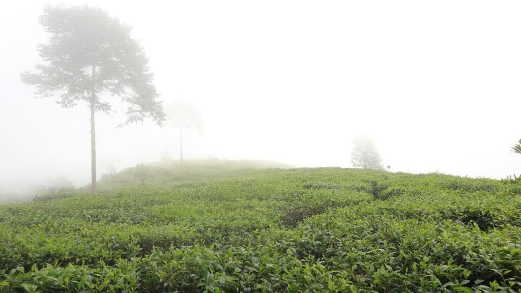 kebun-teh-pagilaran_169.jpeg