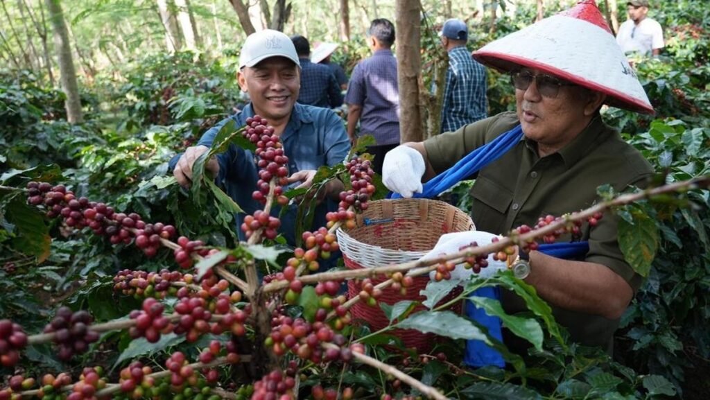 kopi-arabika-ijen-ptpn-1764475824960_169.jpeg