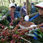 kopi-arabika-ijen-ptpn-1764475824960_169.jpeg