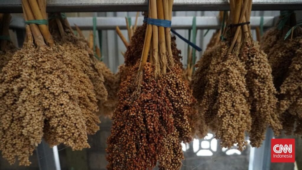melihat-ladang-dan-proses-produksi-sorgum-di-lahan-pt-ade-agri-industri-2_169.jpeg