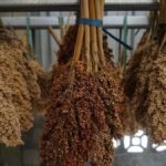 melihat-ladang-dan-proses-produksi-sorgum-di-lahan-pt-ade-agri-industri-2_169.jpeg