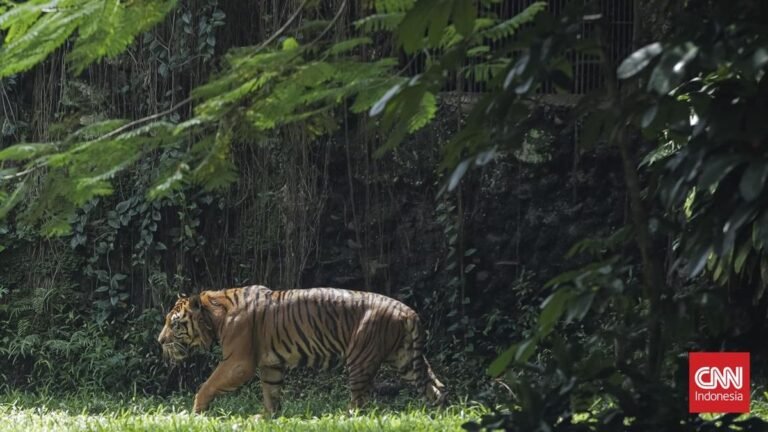 menengok-harimau-sumatera-di-ragunan-yang-viral-dinarasikan-kurus-1763546391049_169.jpeg