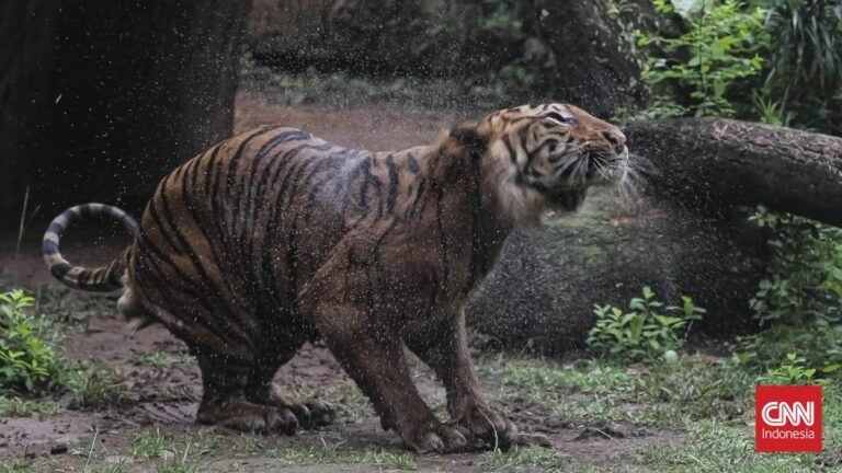 menengok-harimau-sumatera-di-ragunan-yang-viral-dinarasikan-kurus-1763546391299_169.jpeg