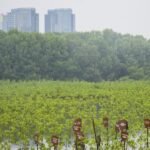mitigasi-perubahan-iklim-melalui-penanaman-mangrove_169.jpeg