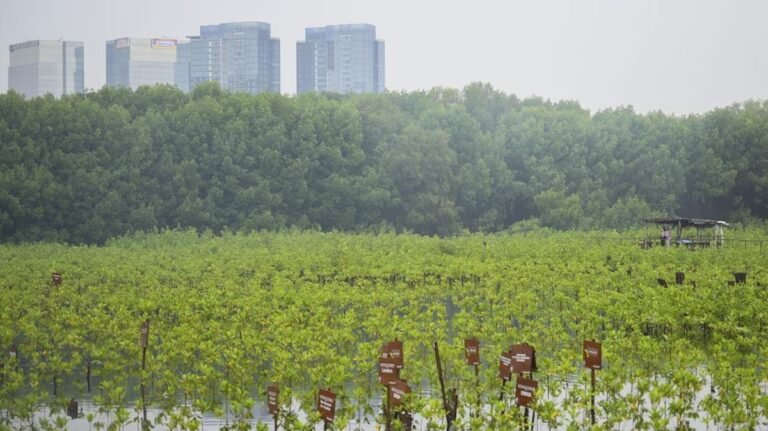 mitigasi-perubahan-iklim-melalui-penanaman-mangrove_169.jpeg