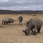 pemasangan-cairan-radioaktif-menghindari-perburuan-badak-liar-di-afrika-5_169.jpeg