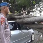 pohon-tumbang-di-tangsel-1763206888412_169.jpeg
