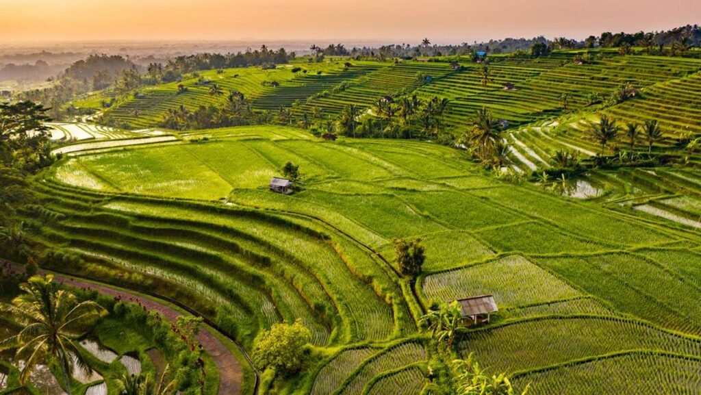 sawah-jatiluwih-bali-1_169.jpeg