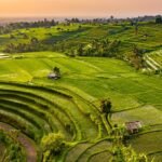 sawah-jatiluwih-bali-1_169.jpeg