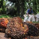 target-produksi-minyak-sawit_169.jpeg