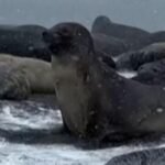 thumbnail-video-1763195297529_169.jpeg