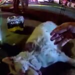 bodycambeelden-tonen-hoe-politie-hond-uit-brandend-huis-redt-in-vs.jpg