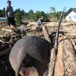 gajah-mati-akibat-banjir-di-aceh-1764512500582_169.jpeg