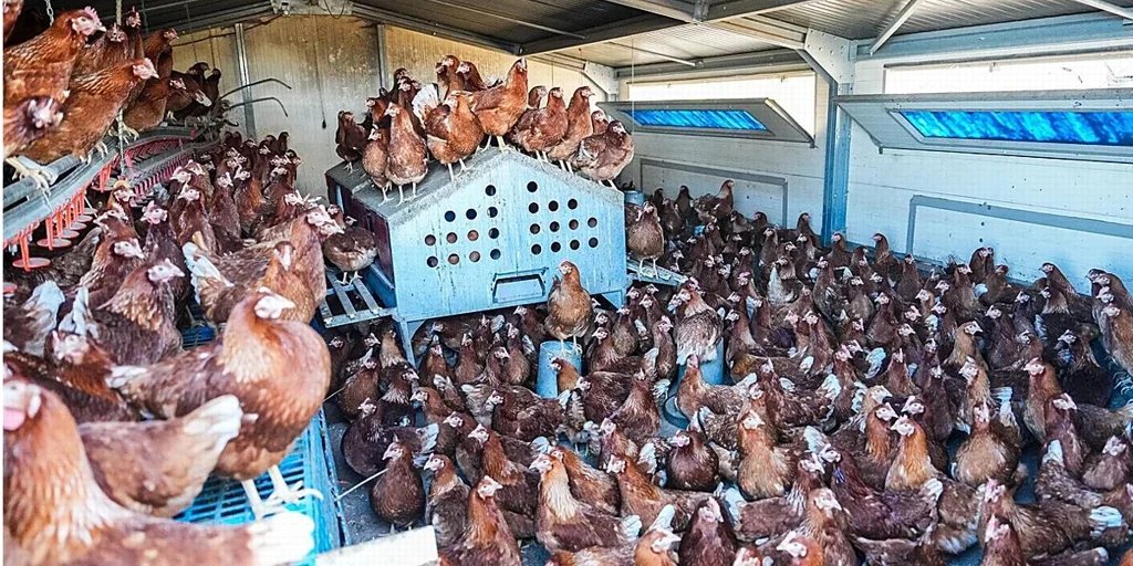 gallinas-ruben-U87238238514hnw-1024x512@diario_abc.jpg