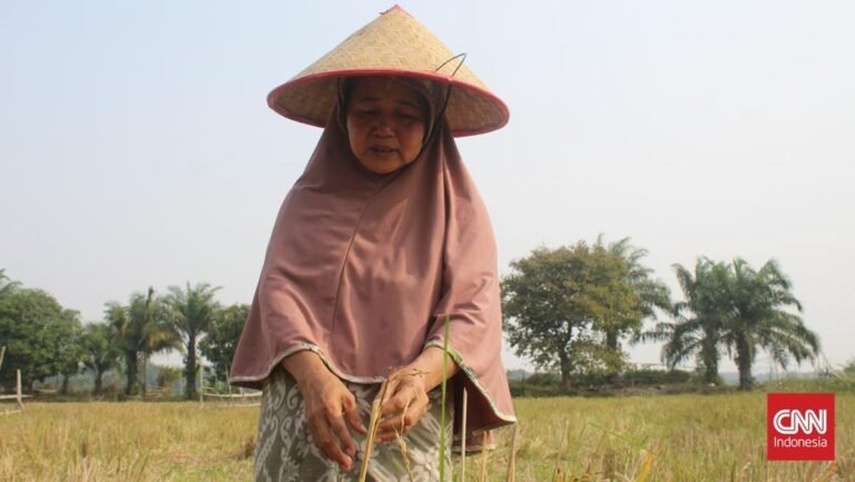 kisah-perempuan-jambi-pertahankan-sawah-dengan-kearifan-lokal-dan-inovasi_169.jpeg
