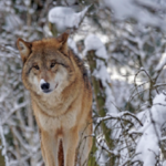 lobo20tibetano-U81717306336AMT-1024x512@diario_abc.png