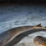 Low-Res_Sacabambaspis_NT-U16234074122CeZ-1024x512@diario_abc.jpg