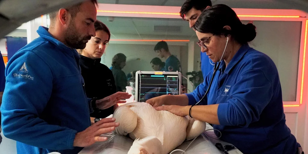 Veterinarios20del20Oceanogrc3a0fic20junto20a20un20pelc3adcano20en20la20clc3adnica20d.webp