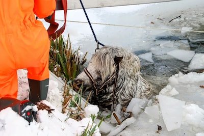 de-pony-wordt-uit-het-water-gehaald.jpeg
