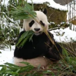 reuzenpanda-in-de-sneeuw.webp