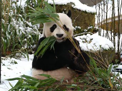 reuzenpanda-in-de-sneeuw.webp