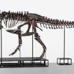 tiranosaurio.r_d.95-76.jpeg