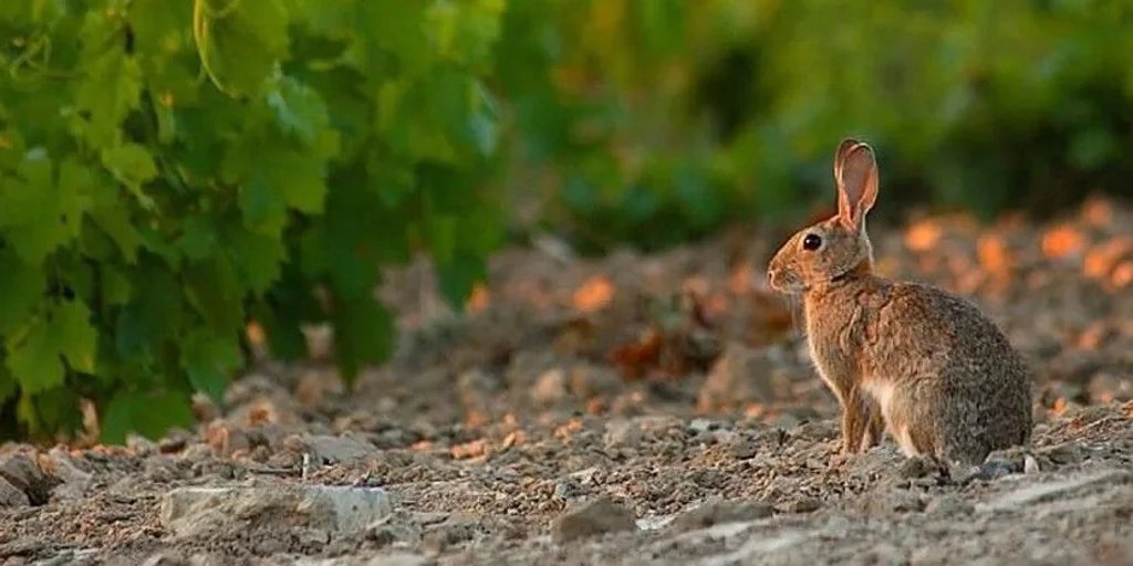 Conejos-U08372356127YCv-1024x512@diario_abc.jpg