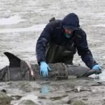dierenambulance-redt-aangespoelde-dolfijn-uit-wad-bij-wierum.jpg