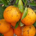 naranjas-mancha-negra-U06653231441HnH-1024x512@diario_abc.jpg