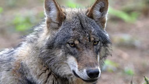 wolf_istock_wolven.jpeg