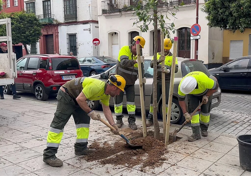 arbol-calle-betis-R83nYjvSl9B5tdM43YPzOaK-1200x840@diario_abc.jpg