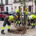 arbol-calle-betis-R83nYjvSl9B5tdM43YPzOaK-1200x840@diario_abc.jpg
