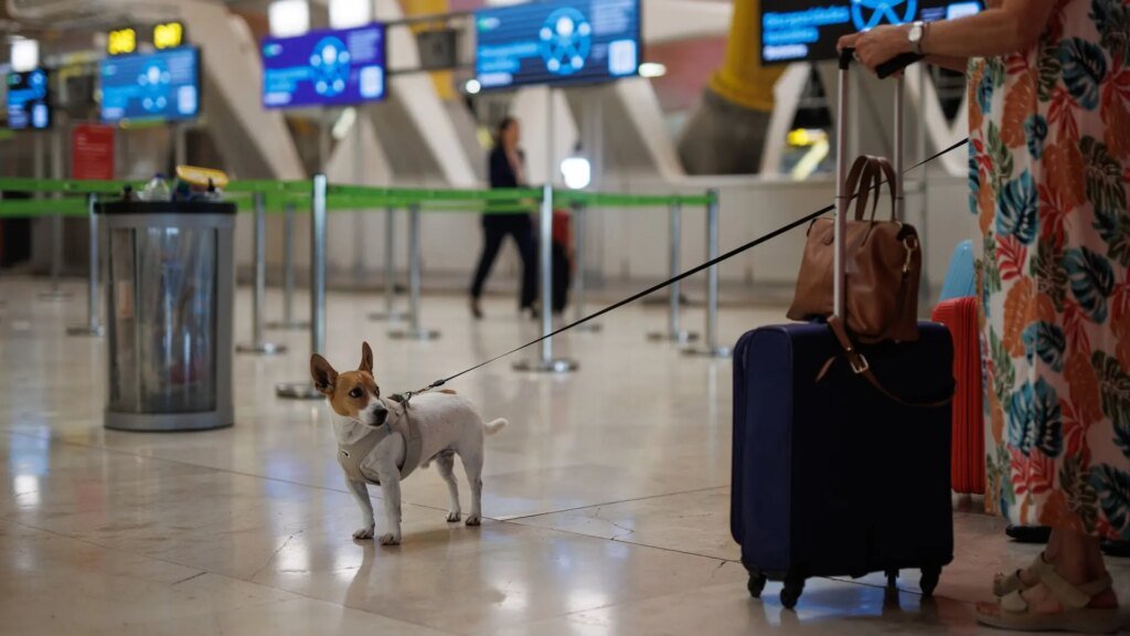 archivo-una-persona-lleva-un-perro-en-el-aeropuerto-adolfo-suarez-madrid-barajas.jpeg