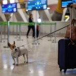 archivo-una-persona-lleva-un-perro-en-el-aeropuerto-adolfo-suarez-madrid-barajas.jpeg