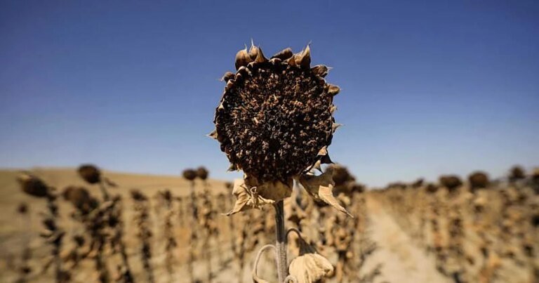 girasoles-cordoba-secano-U81404736410uTF-1200x630@diario_abc.jpg