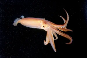 japanese-common-squid-or-japanese-flying-squid-todarodes-pacificus-japan-sea-primorsky-krai-russian.webp