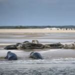 onderzoek-naar-waarom-zoveel-zeehondenpups-verdwijnen-in-de-waddenzee.jpg
