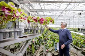 berkel-en-rodenrijs-bloemsierkunstenaar-en-hoofdarrangeur-piet-van-der-burg-selecteert-de-bloemen-di.webp