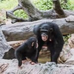 grootste-groep-chimpansees-ter-wereld-ruziet-en-splitst-op-extreem-zeldzaam.jpg
