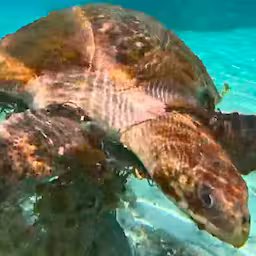 stel-bevrijdt-zeeschildpad-uit-visnet-op-de-malediven.jpg