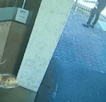 4afa7f1528ff2b758dde081f347dd37eaccff87d-16x9-x0y0w256h144.gif