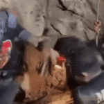 66f08b9d33a44f62a70ce95ca69f18eb88399d724463a0b58c2f51235216aed4.gif