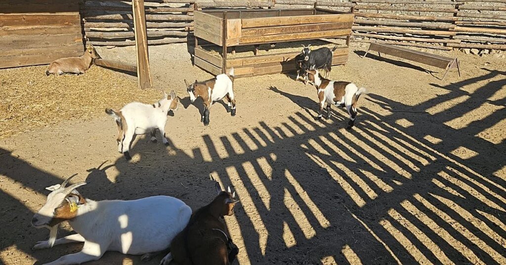 Cabras20en20puy20du20fou-U17543768425TWv-1200x630@diario_abc.jpg