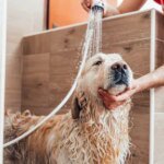 Hond20wassen.jpg